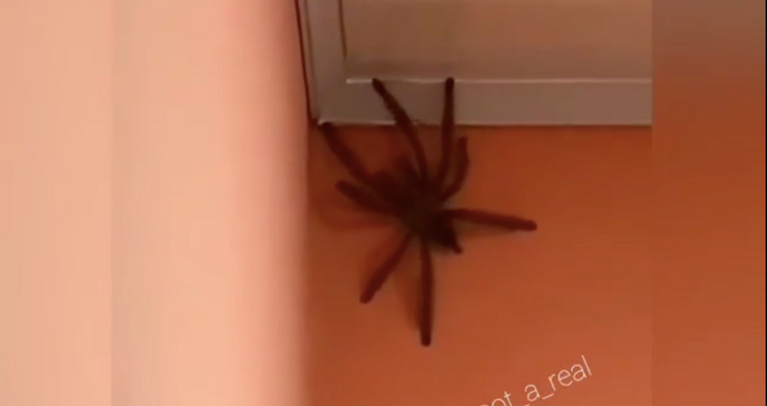 Cette araignée géante fait le tour de la toile